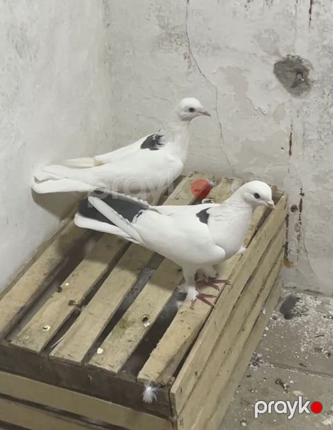 Göy nişan cütdülərdi bakı quşlarıdı uçan cinsdir — Digah