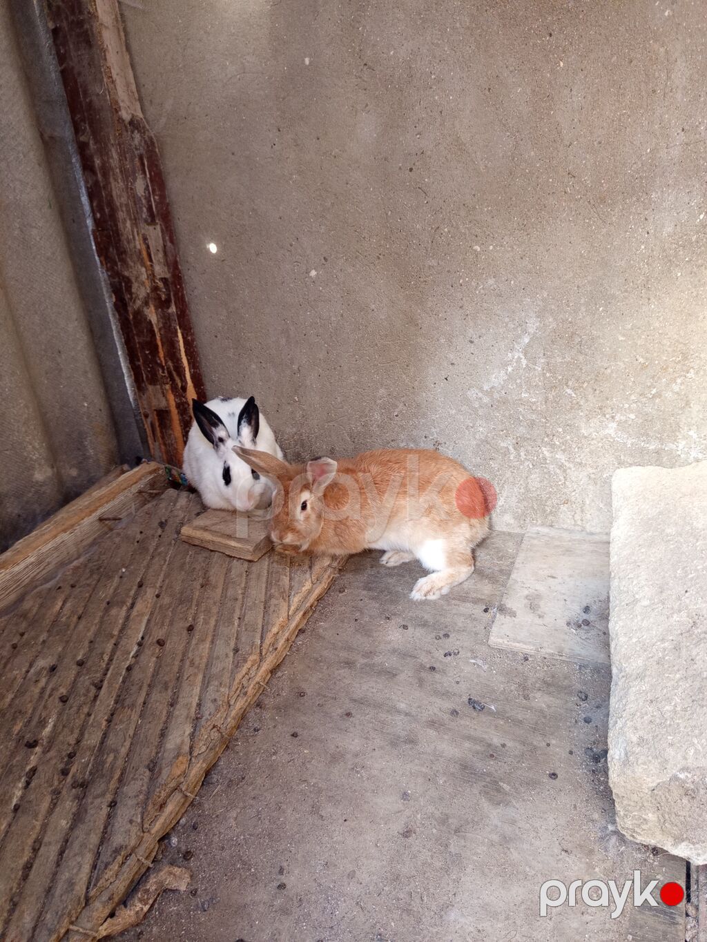 Salam ikidənə yekə dovşan satılır ikisidə dişidi heçbir xəstəlikləri — Dovşanlar, Qobu (2)