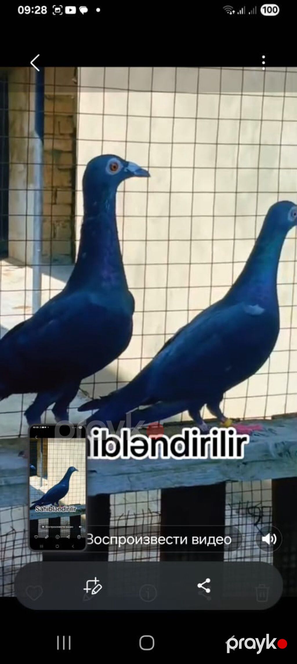 Göyərçinlər satılır Ərəb sortu – 50 AZN Uçan quşlardır — Digərləri, Bakı (3)