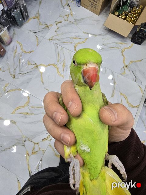 Tutuquşu — Bakı
