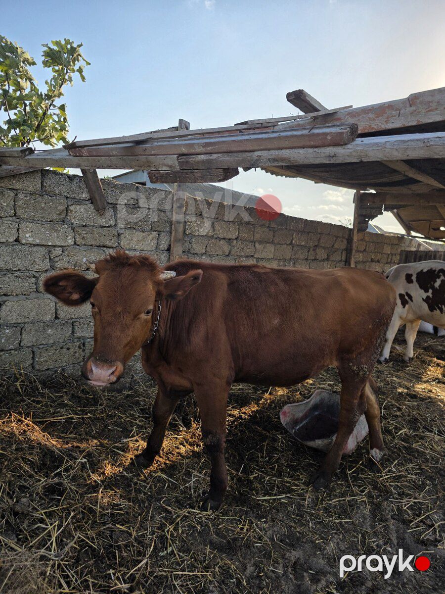 Simmental inək — Kənd təsərrüfatı heyvanları, Bakı (3)
