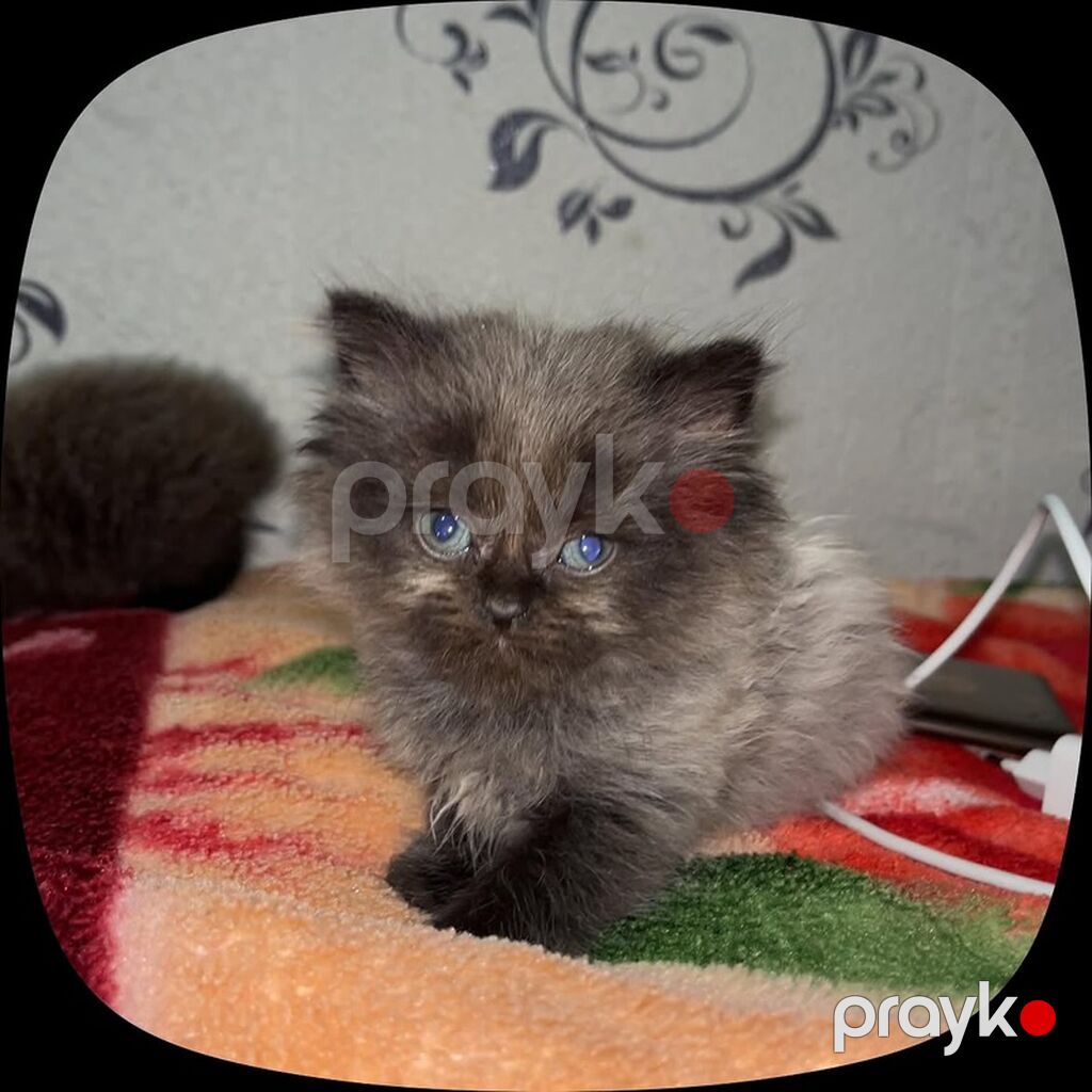 Şotland, Dişi — Pişiklər, Xırdalan (5)