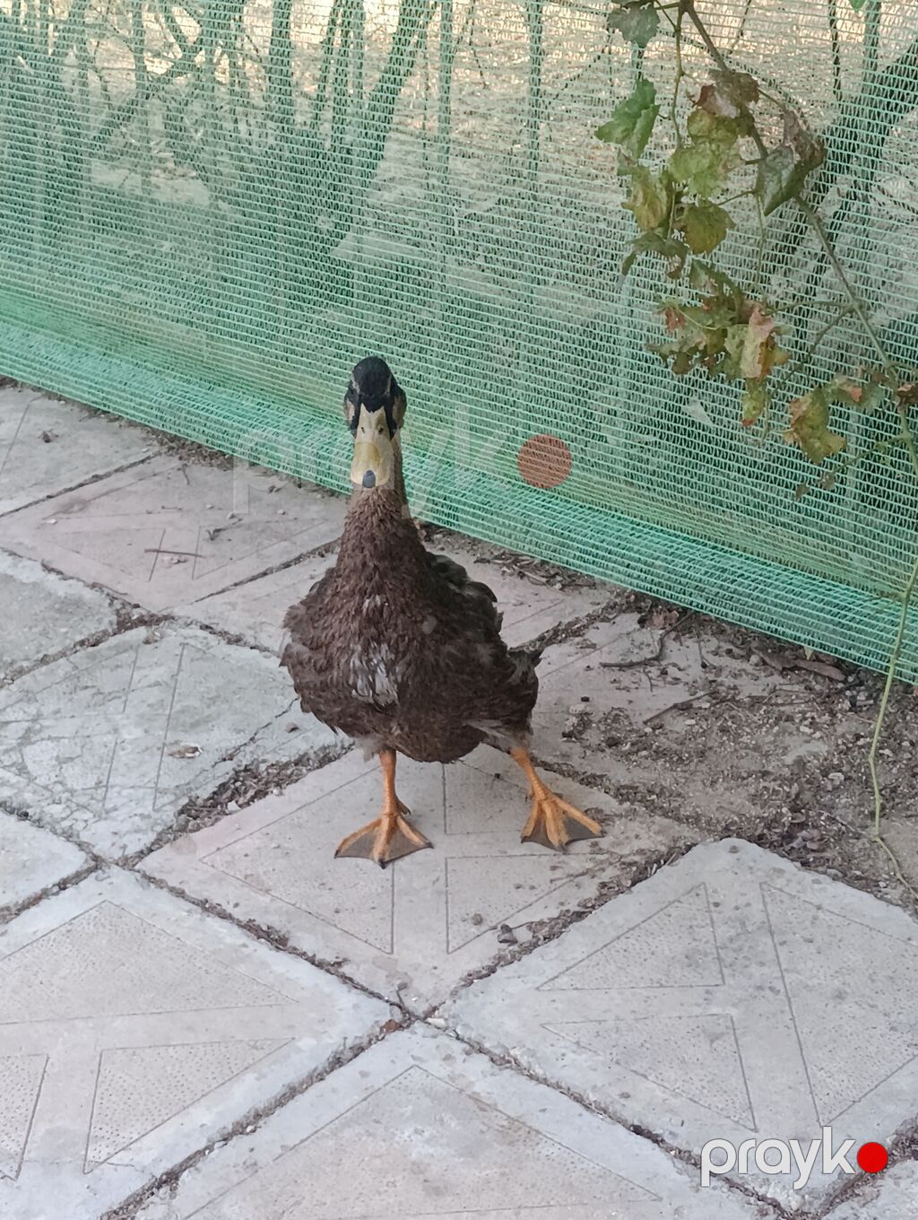 Erkək, Macar, Damazlıq, Pulsuz çatdırılma, Ödənişli çatdırılma — Digərləri, Digah (3)