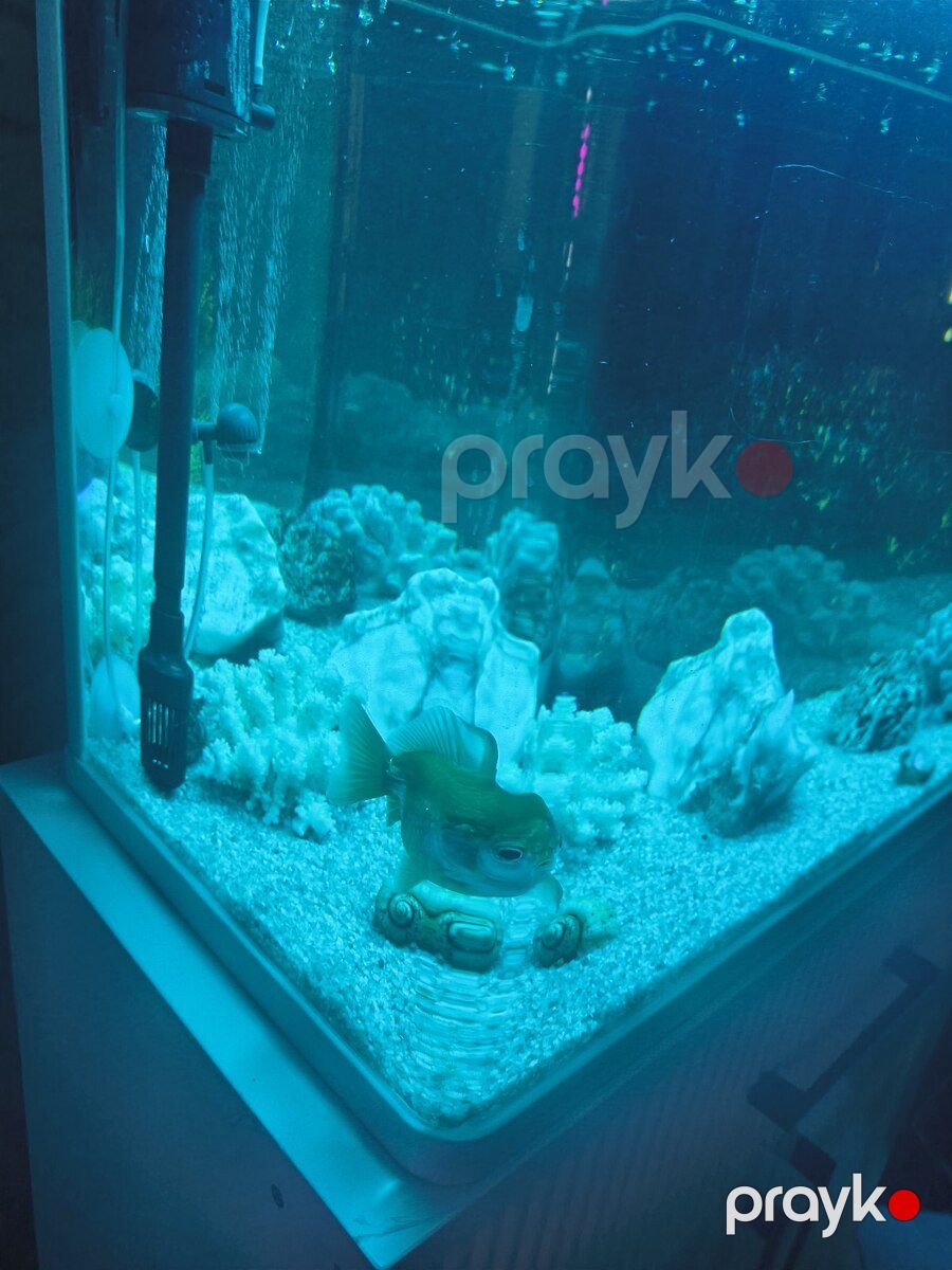 Akvarium — Akvariumlar və balıqlar, Bakı (2)