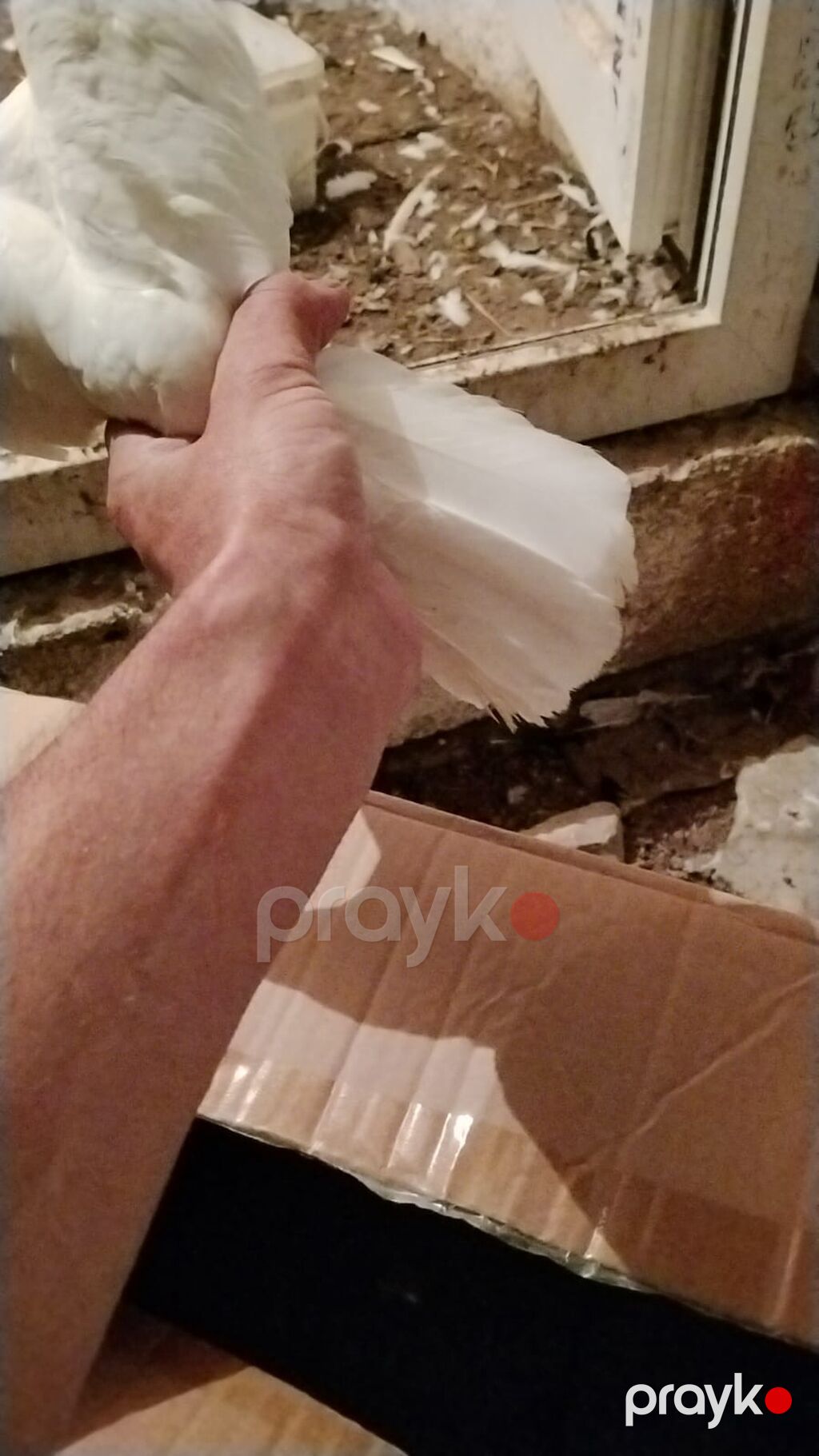 Ev göyərcinleri tek tek gotren olsa Ayr qiymet olacay hamsn gotren — Göyərçin, Digah (7)