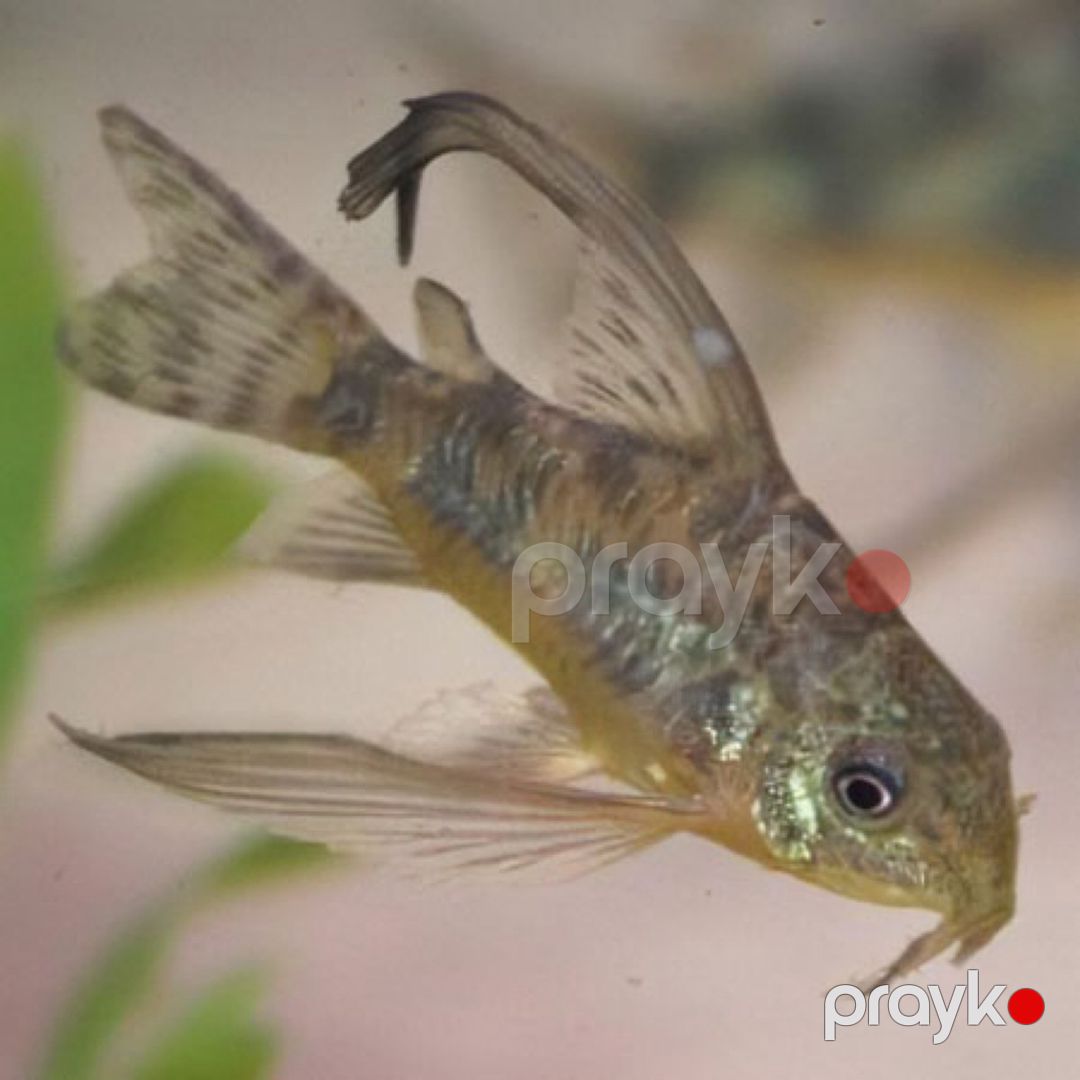 Koridoras Paleatus — Akvariumlar və balıqlar, Bakı (2)