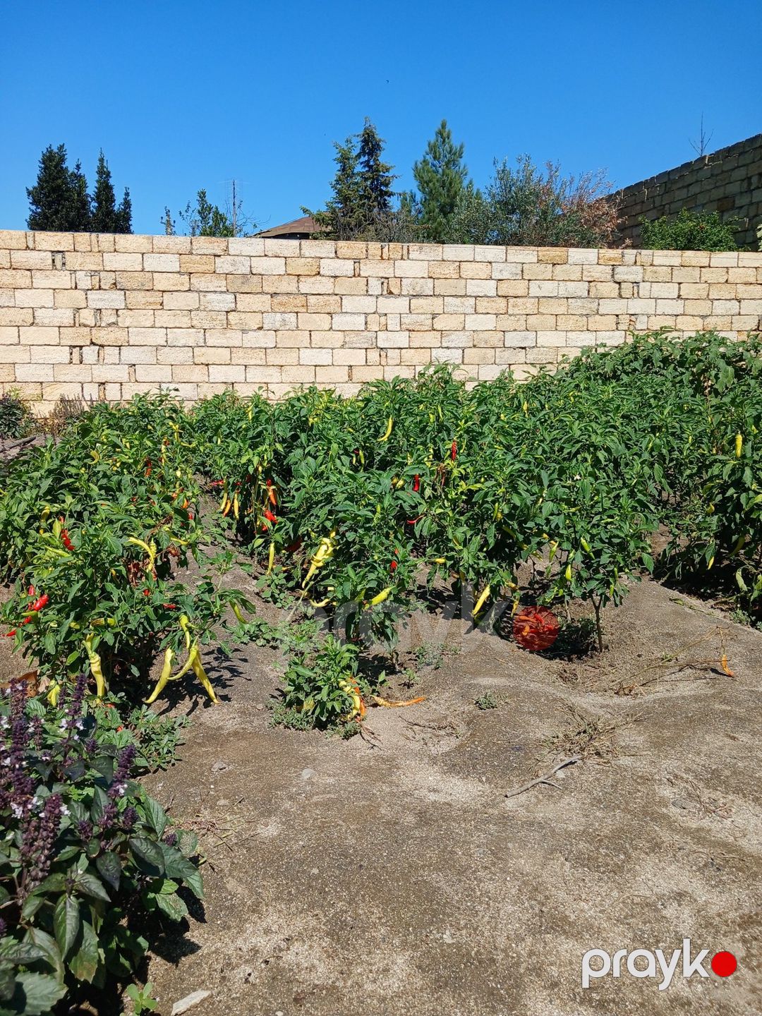 Satılır torpaq 10 sot — Torpaq, Bakı (8)