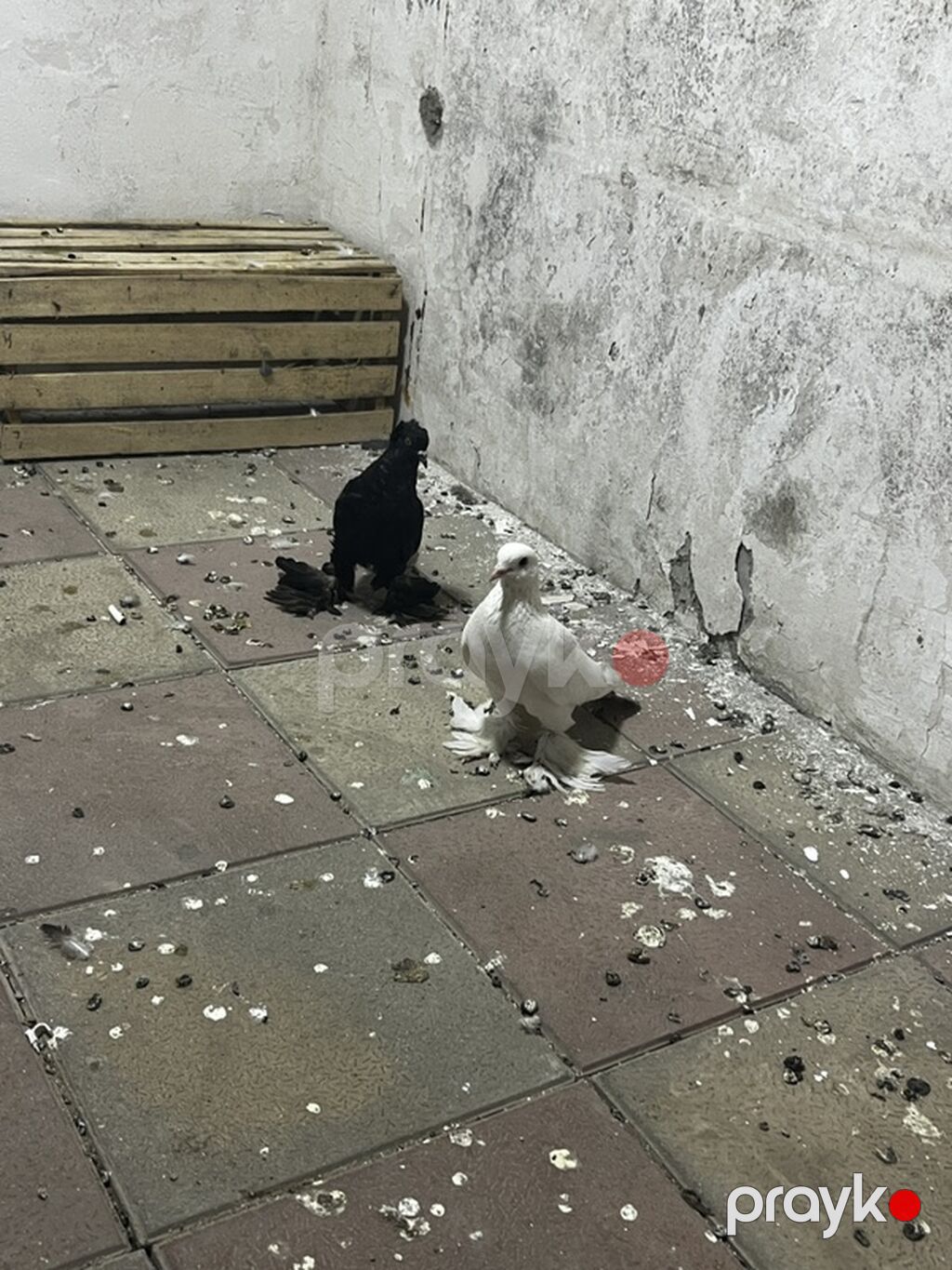 Dekorativ lələklilərdi Ana baladı balasının qanadların kəsməmişəm — Göyərçin, Bakı (3)