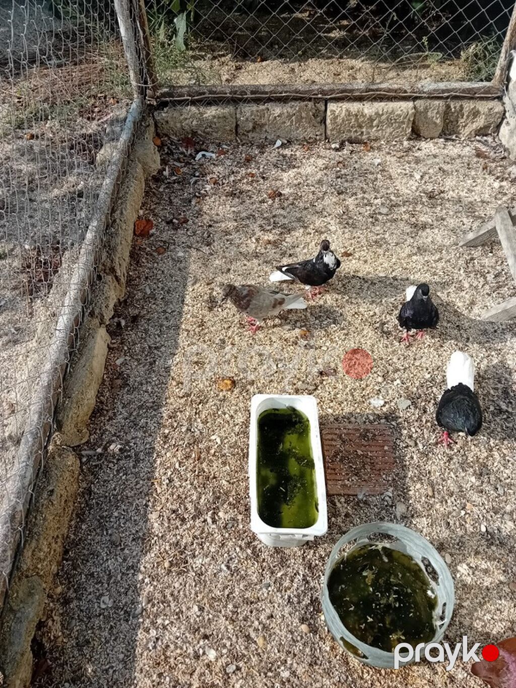 Məhsul: Göyərçinlər (qarışıq rənglərdə) Təsvir: - Açıq volyer — Göyərçin, Digah (4)