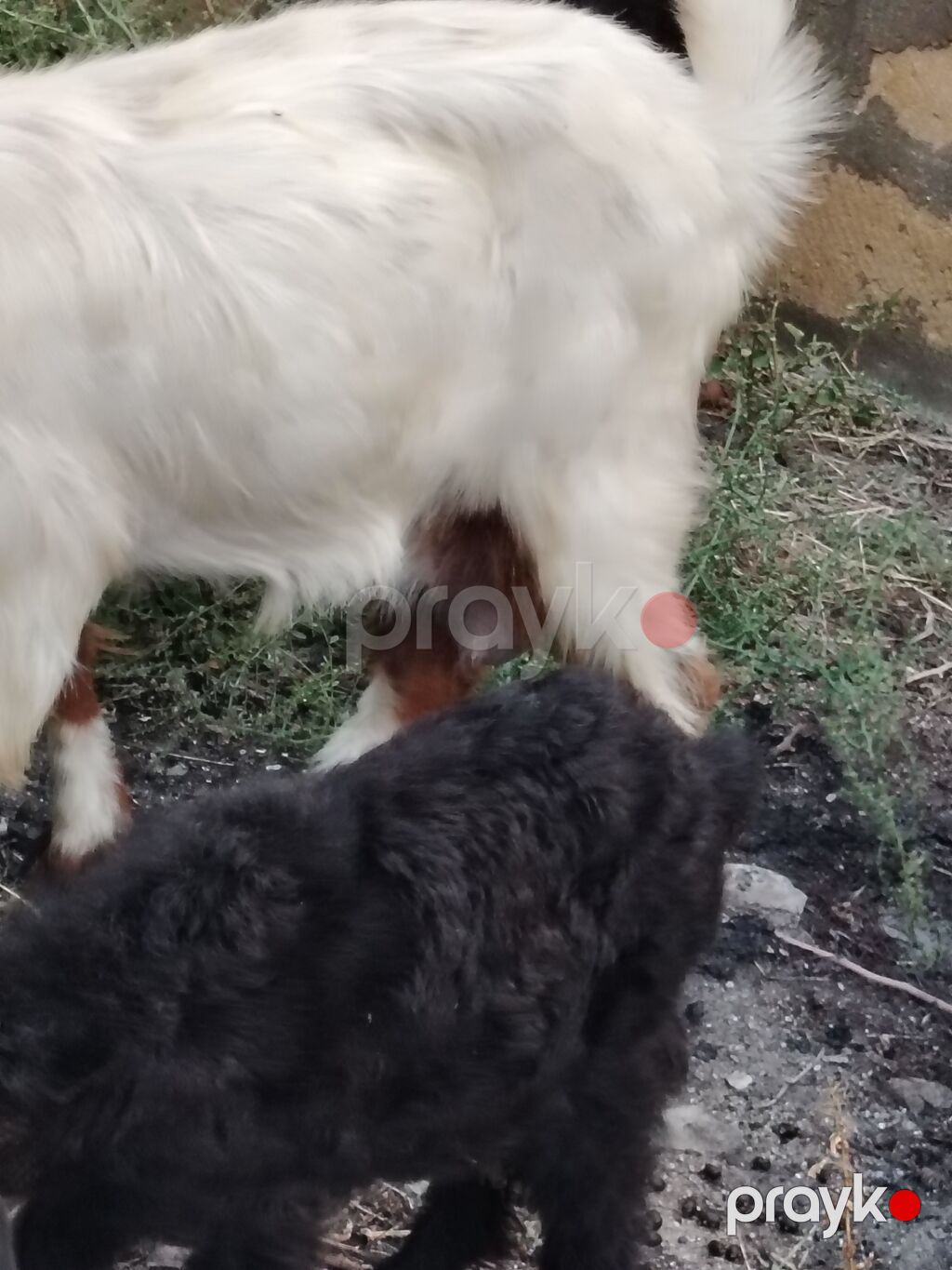 Sona can oxu reyal alıcı Satılır 7 heyvandı 4 ana 3 bala biri ekiz — Kənd təsərrüfatı heyvanları, Novxanı (7)