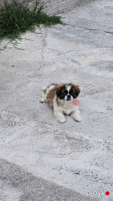 Pekines — Şəki