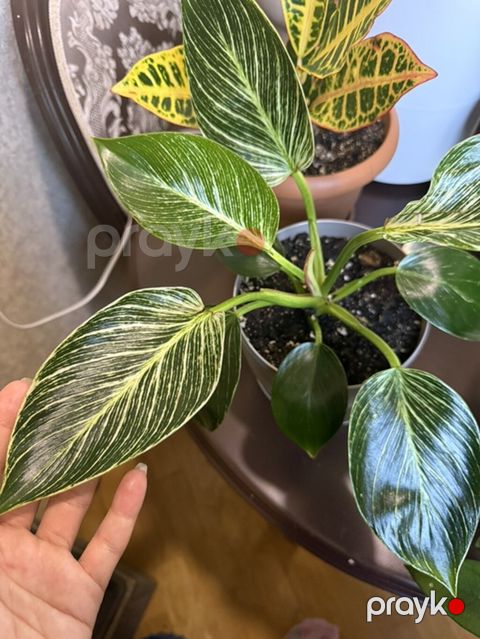 Philodendron Birkin - Növ: Aroid ailəsi, Philodendron “Birkin” — Bakı