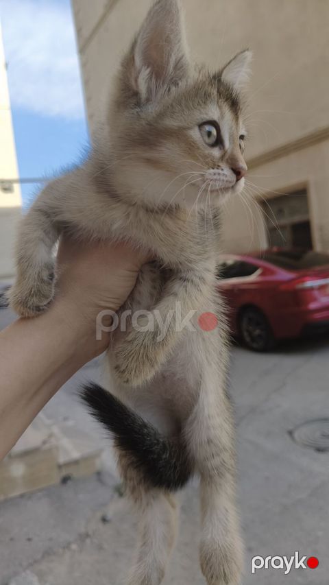Wekilleri cevirib baxin her biri 50 azn. wp yazin catdirilma edek