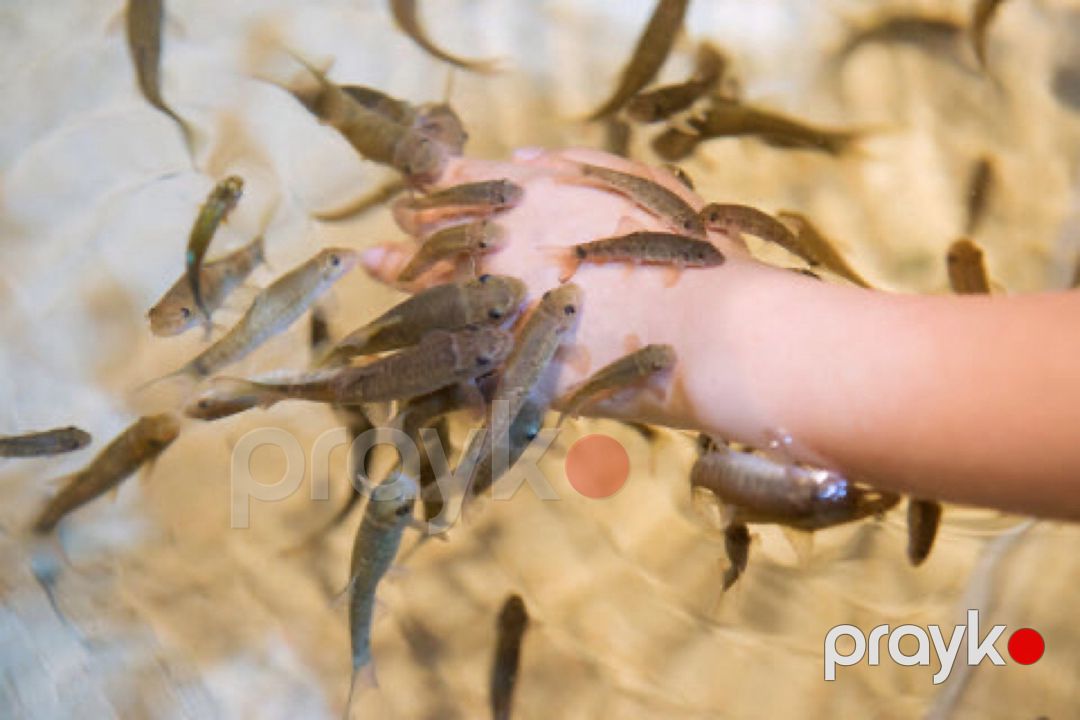 Garra Rufa (Doctor Fish) — Akvariumlar və balıqlar, Bakı (3)