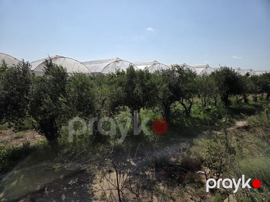 170 sot torpaq sahəsi, Zirə qəs — Torpaq, Bakı (3)