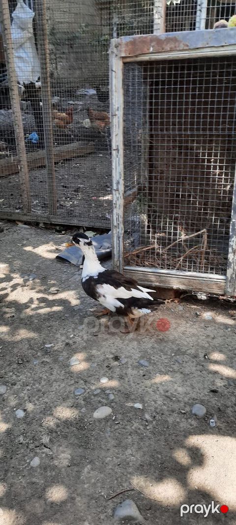 Pekin ördəyi — Bərdə