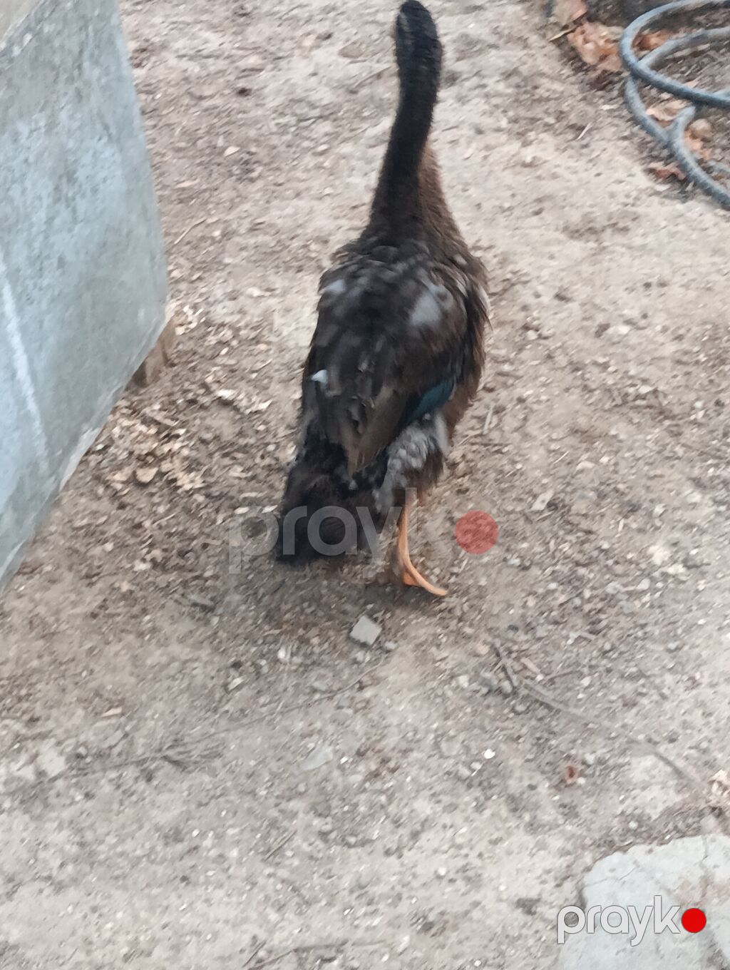 Erkək, Macar, Damazlıq, Pulsuz çatdırılma, Ödənişli çatdırılma — Digərləri, Digah (2)
