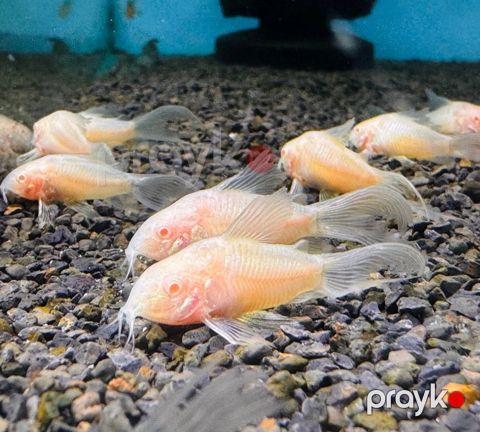 Koridoras Albino — Bakı