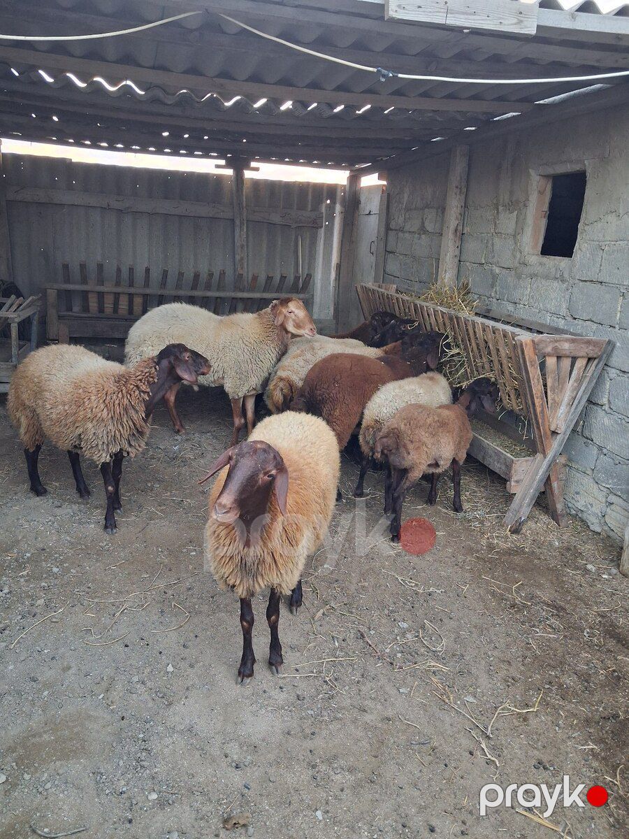 Qoyunlar — Kənd təsərrüfatı heyvanları, Bakı (2)