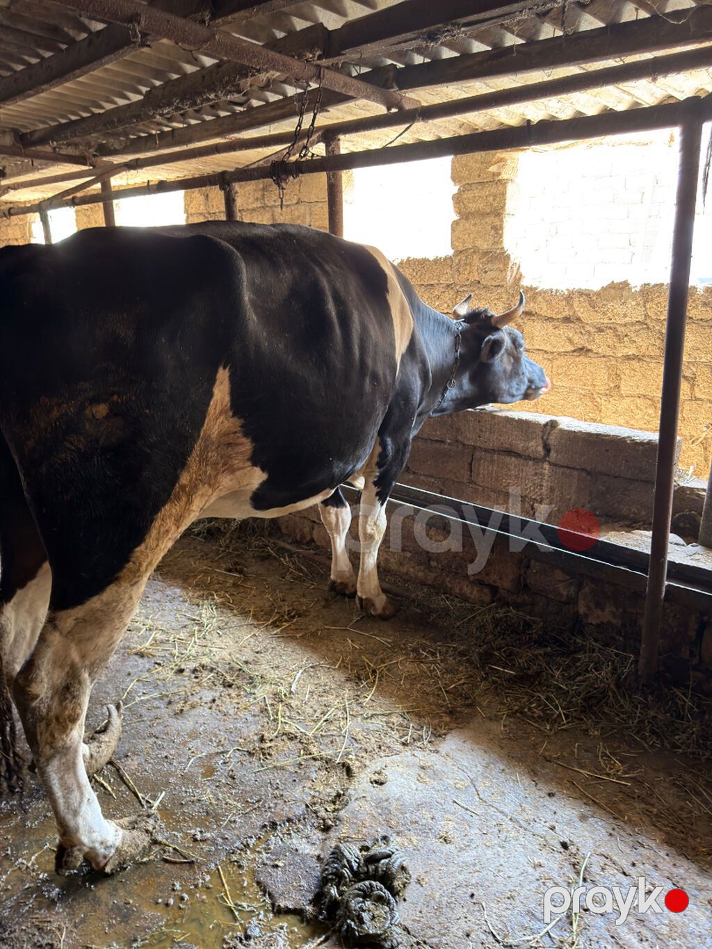 2 qarın doğub ətlikdi — Kənd təsərrüfatı heyvanları, Bakı (2)