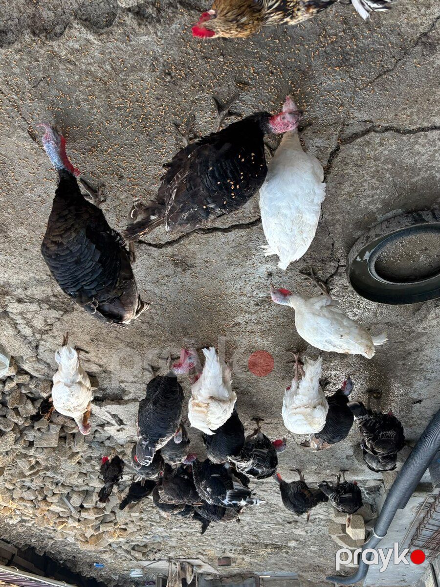 Hinduşkalar — Quşlar, Bakı (9)