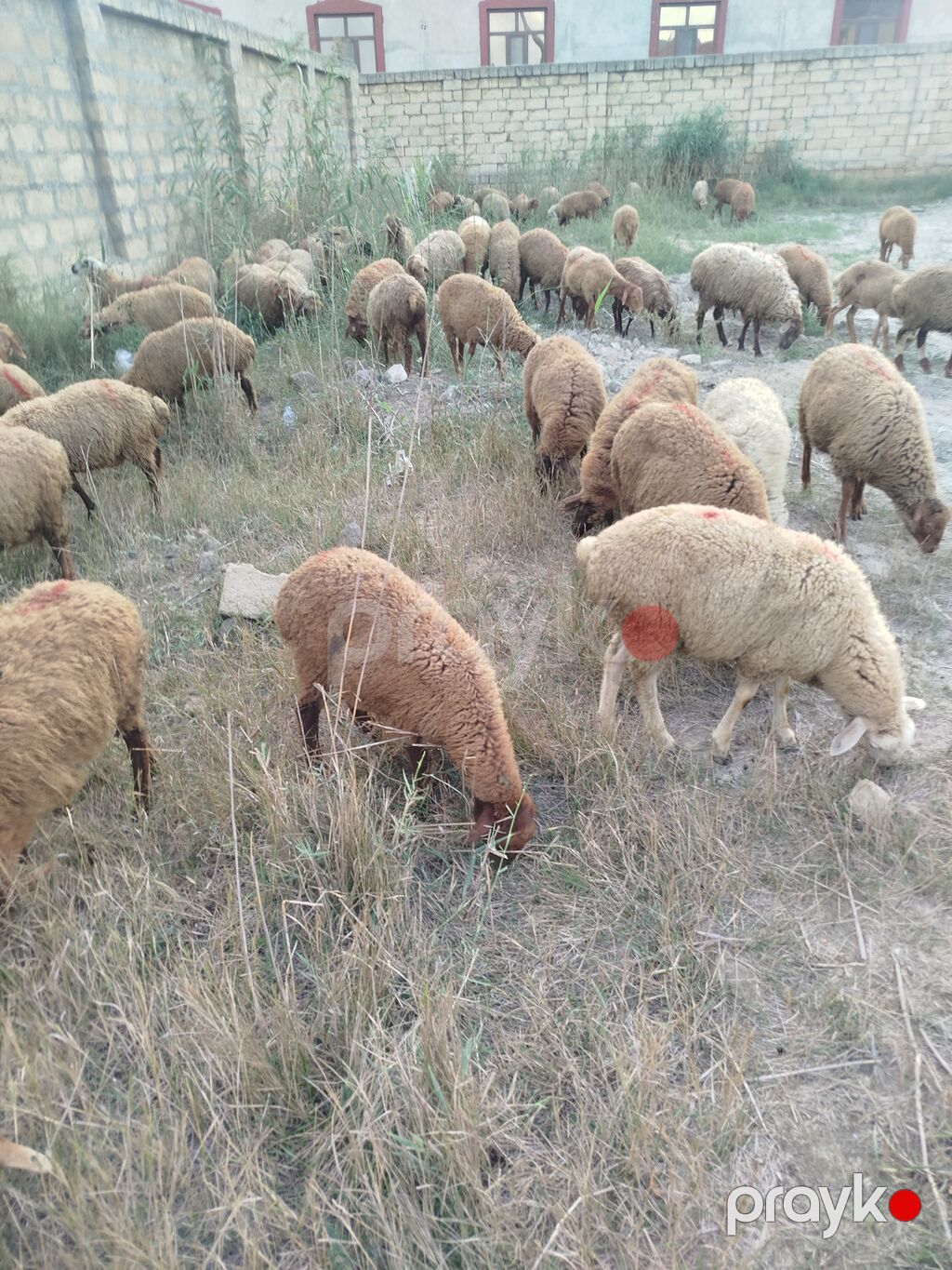 Qoyun sürüsü – ətlik və damazlıq üçün 79 quzudu biri 225 AZN qiymet — Kənd təsərrüfatı heyvanları, Digah (2)