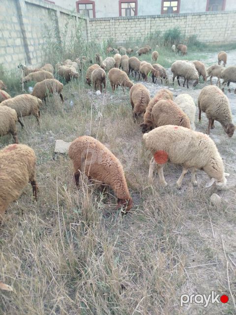 Satış üçün xırdabuynuzlu heyvan sürüsü 44 quzudu saxlamalı biri 200 ze — Digah