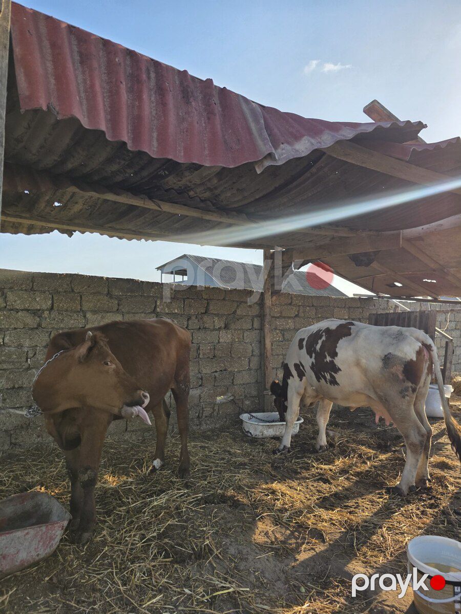 Simmental inək — Kənd təsərrüfatı heyvanları, Bakı (4)