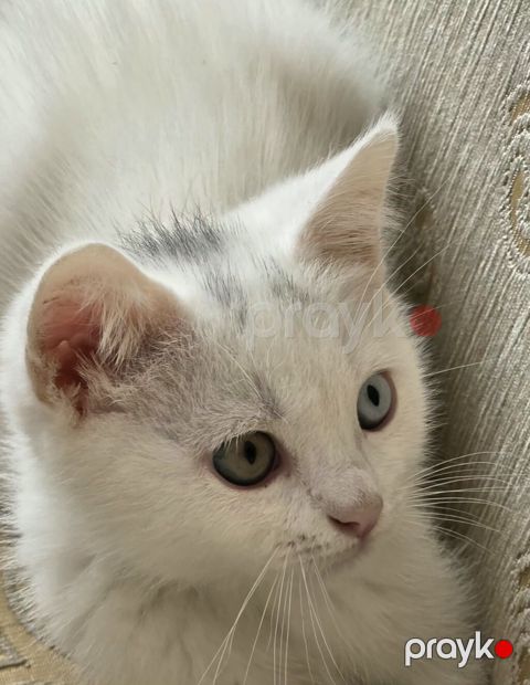 Türk anqora, Erkək — Bakı