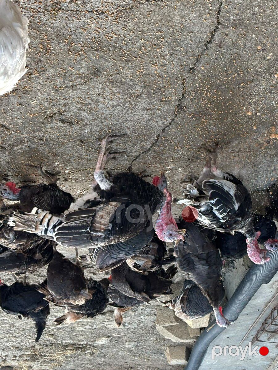 Hinduşkalar — Quşlar, Bakı (10)