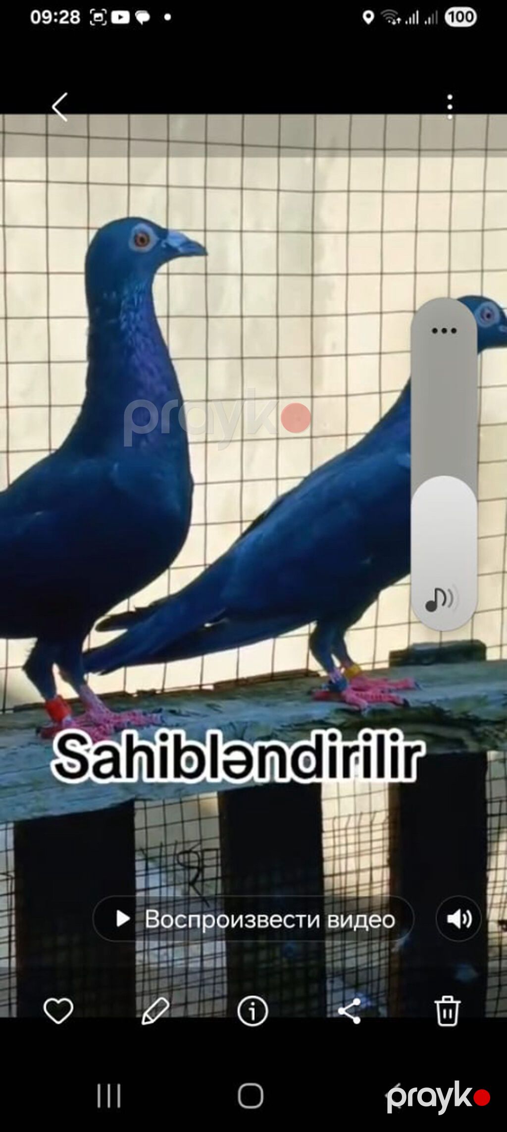 Göyərçinlər satılır Ərəb sortu – 50 AZN Uçan quşlardır — Digərləri, Bakı (5)
