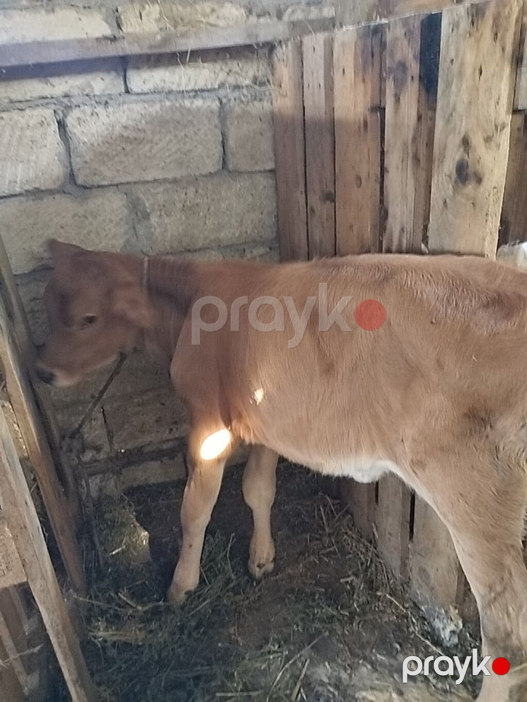 Salam aleykum qapısına sakit sağlam heyvan istəyən buyurub gelsin — Kənd təsərrüfatı heyvanları, Sumqayıt (3)