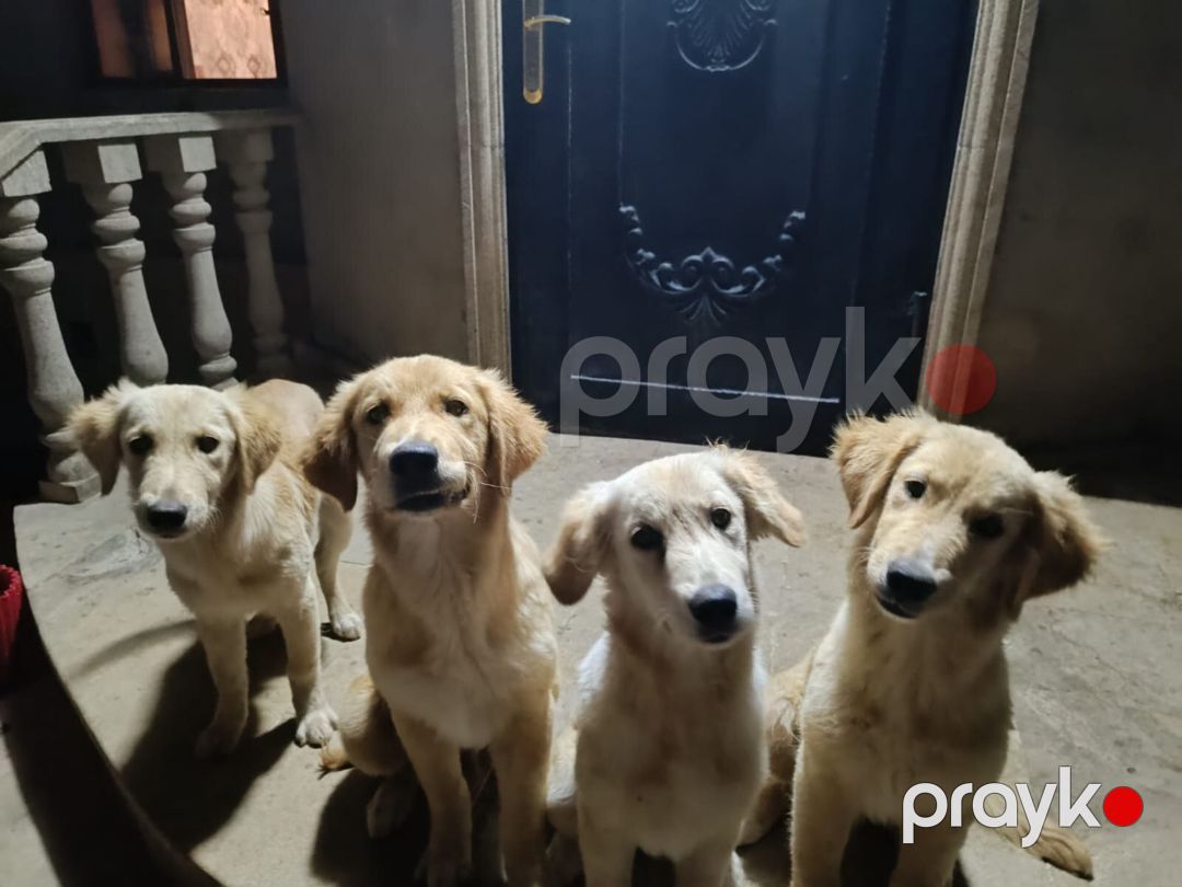 Labrador Retriver balaları — Köpəklər, Bakı (5)