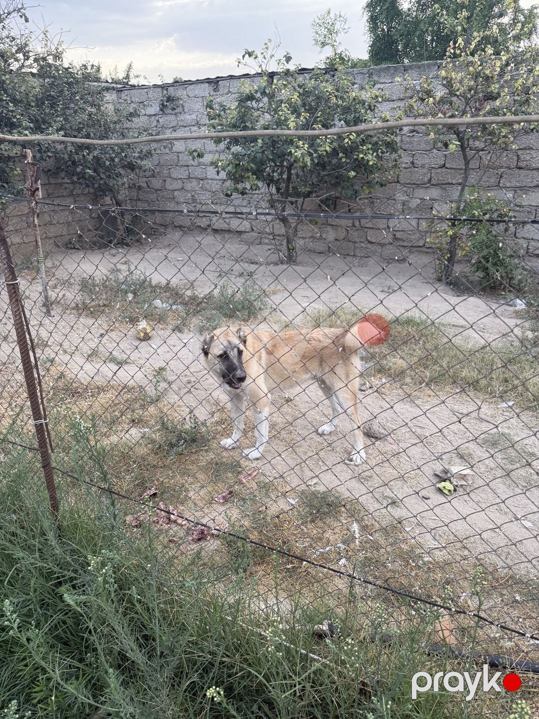 Çoban iti — Köpəklər, Bakı (3)
