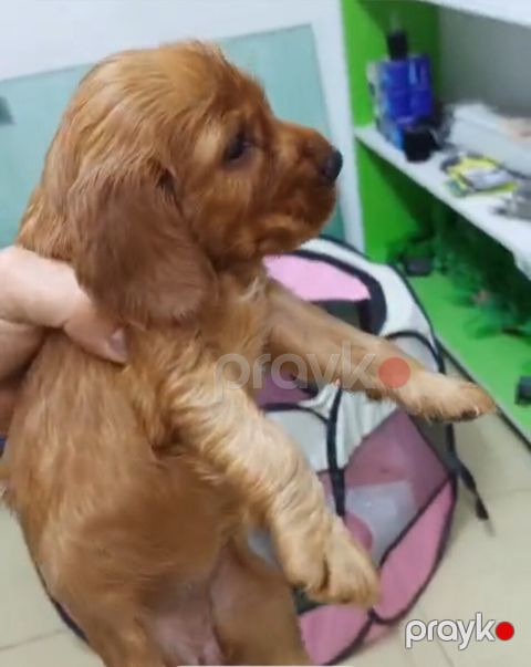 Koker Spaniel — Bakı
