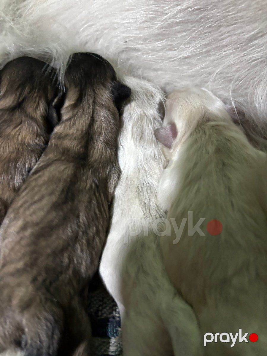 Pekines balaları — Köpəklər, Gəncə (2)