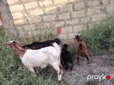Sona can oxu reyal alıcı Satılır 7 heyvandı 4 ana 3 bala biri ekiz — Novxanı