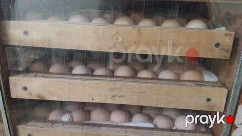 Avstralorp toyuq yumurtası — Bakı