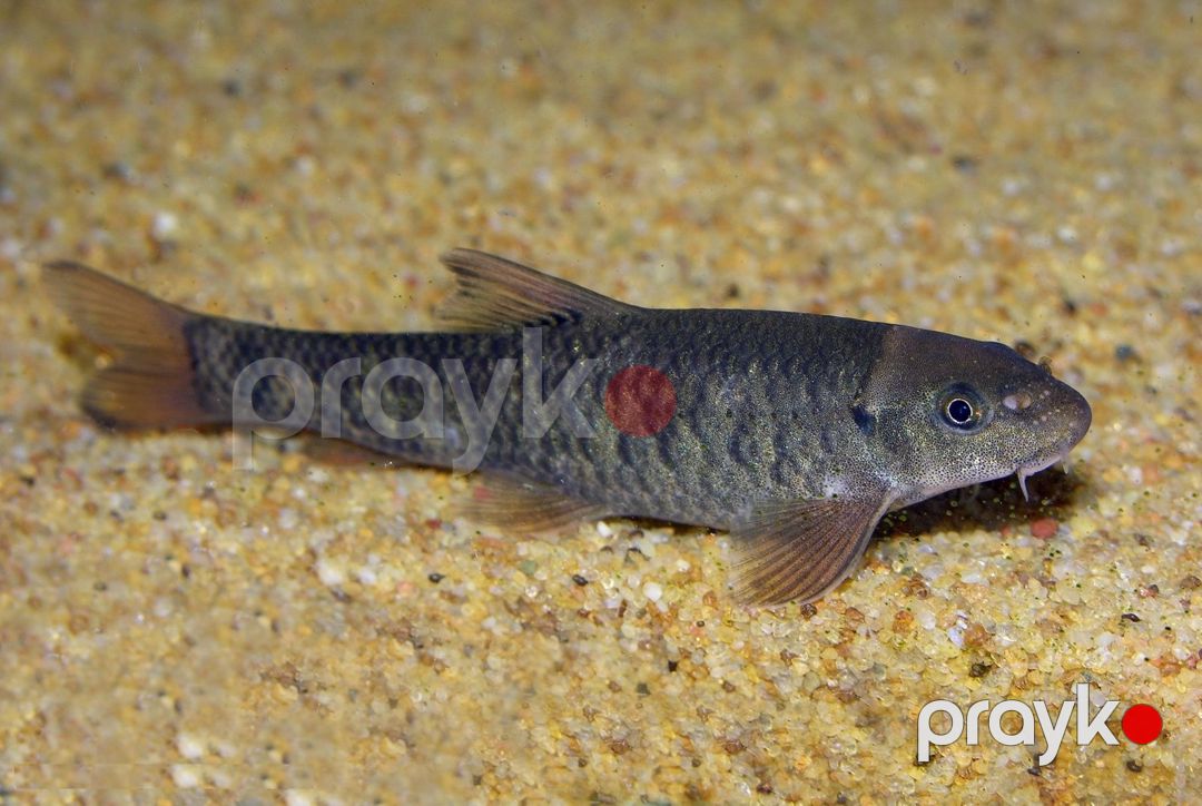 Garra Rufa (Doctor Fish) — Akvariumlar və balıqlar, Bakı (4)