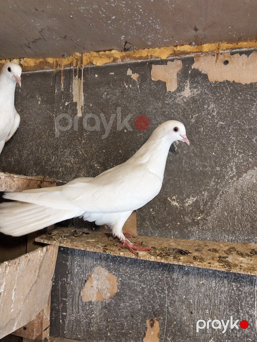 Göyərçinlər — Quşlar, Bakı (3)