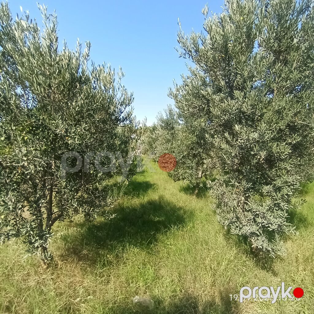 Məhsul: Yaşıl zeytun Təsvir: -iri dənəli yaşıl zeytunlar. - Sərt və — Qida məhsulları, Digah (2)
