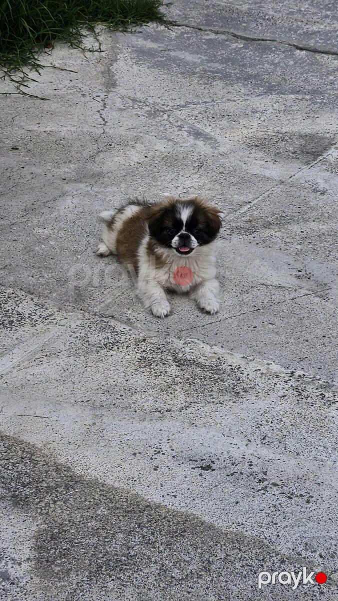 Pekines — Köpəklər, Şəki (2)