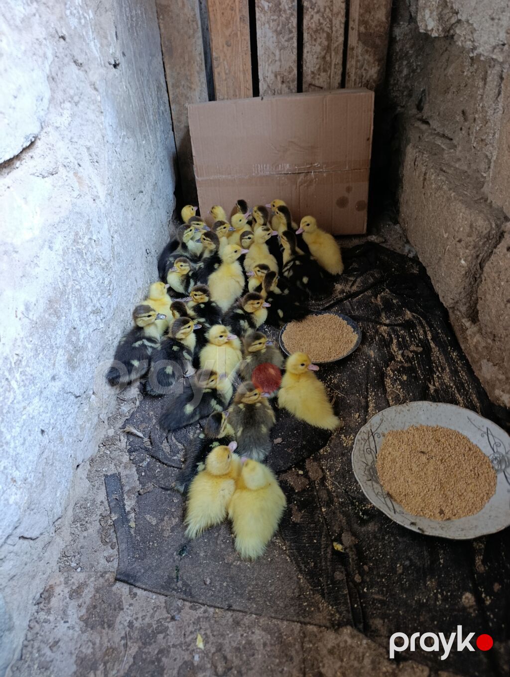 4gunluk balalardi qiymət sondu inkubator deyil balalar saglam dilar — Digərləri, Digah (2)