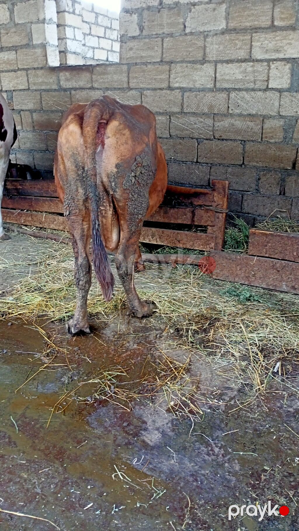 İney Simental Bugadan Öyre gedib Dekabrın 9 na dogmalidir 8 lt süt — Digər heyvanlar, Xaçmaz (3)