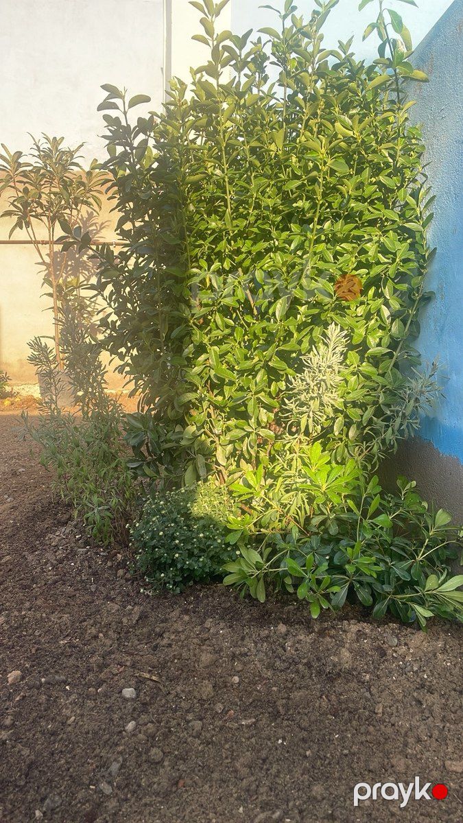 Həyət evi, Saray qəs — Ev, villa, Bakı (8)