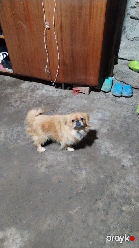 Pekines — Masallı