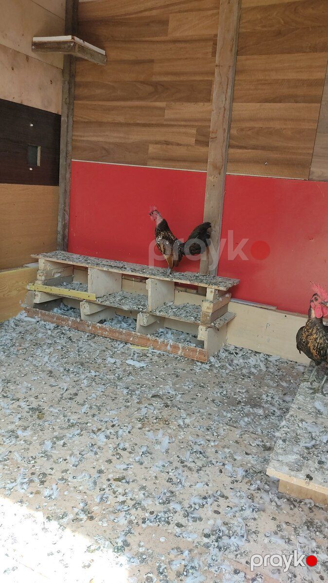 Xoruzlar — Quşlar, Bakı (8)