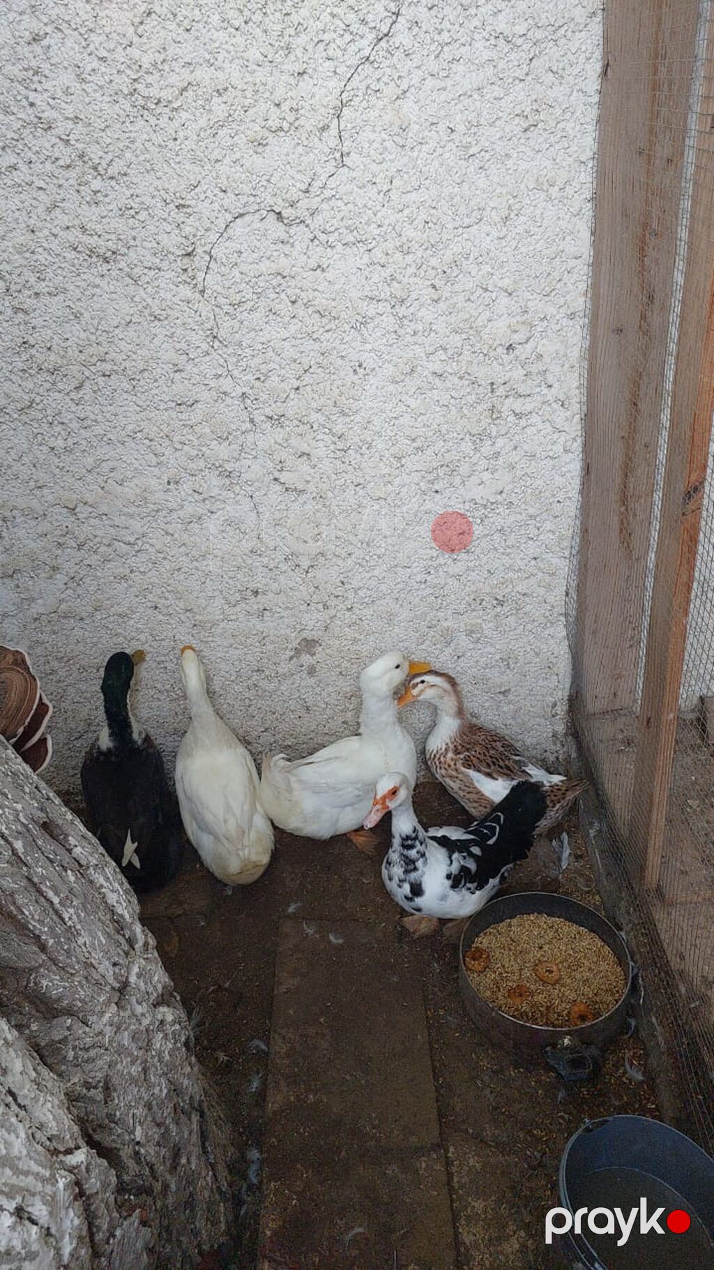 Ətdiy ağ ördək 2 Yaşılbaş və dişisi 1dişi lal ordek — Digərləri, Bakı (2)