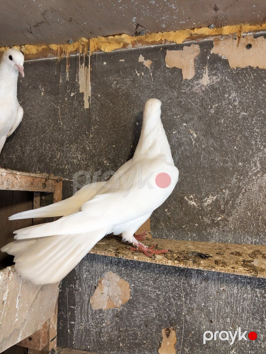 Göyərçinlər — Quşlar, Bakı (4)