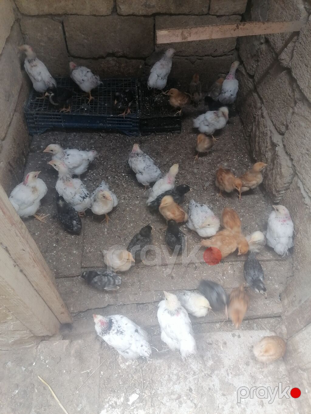 Toyuq cücələri, Damazlıq — Toyuq və xoruz, Novxanı (5)